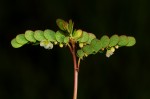 Phyllanthus arvensis
