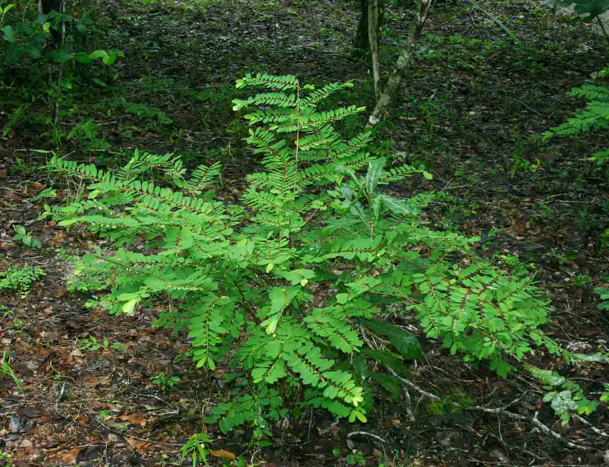 Phyllanthus beillei
