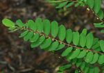 Phyllanthus beillei