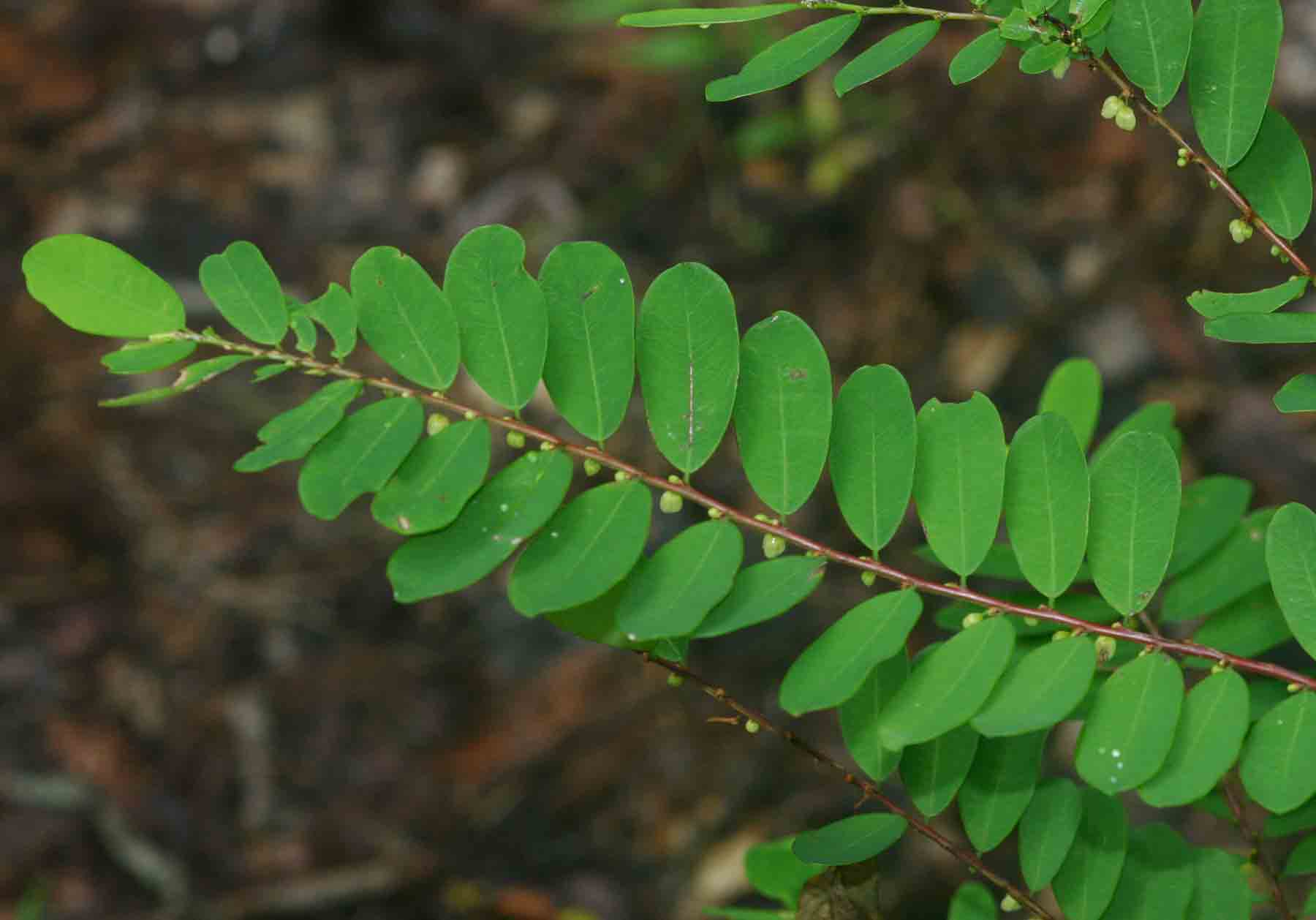 Phyllanthus beillei