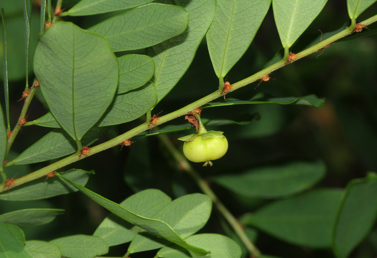 Phyllanthus beillei Phyllanthus beillei