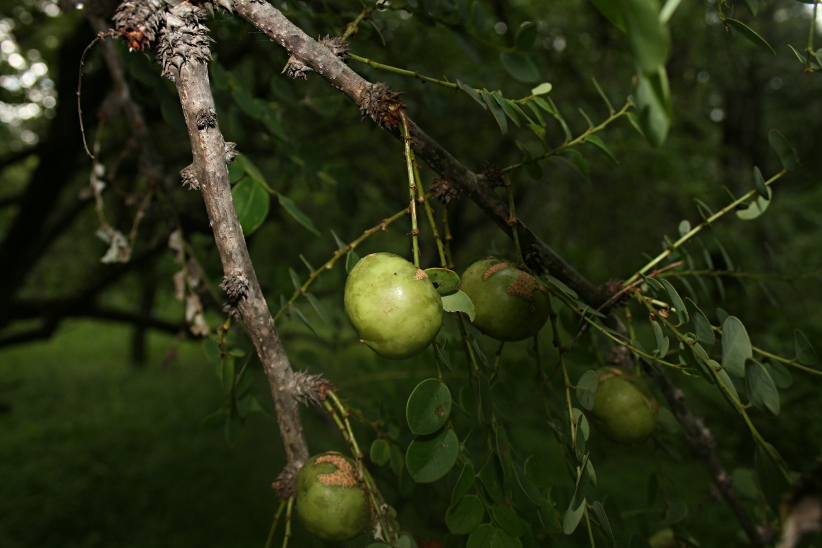 Phyllanthus engleri Phyllanthus engleri