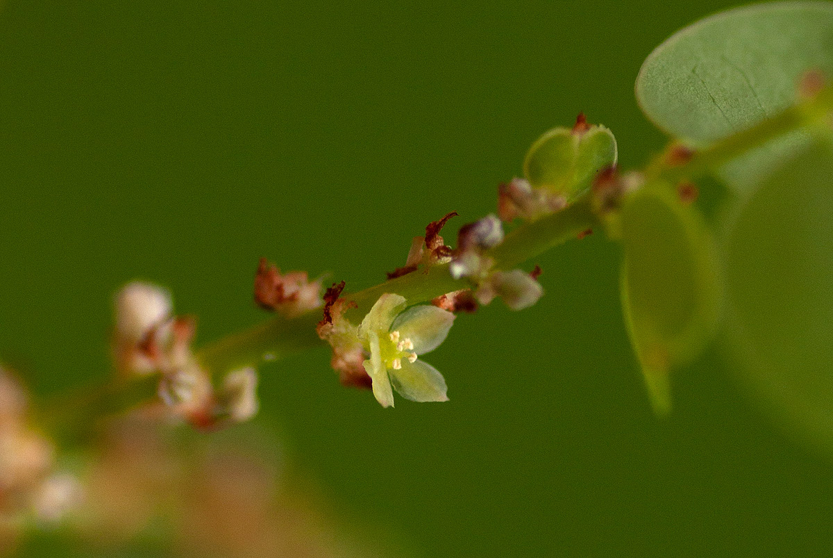 Phyllanthus engleri