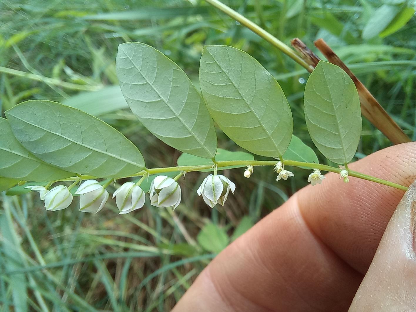 Phyllanthus leucanthus