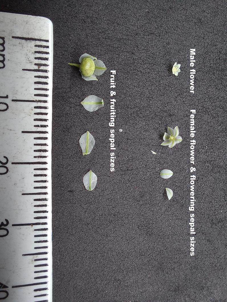 Phyllanthus leucanthus