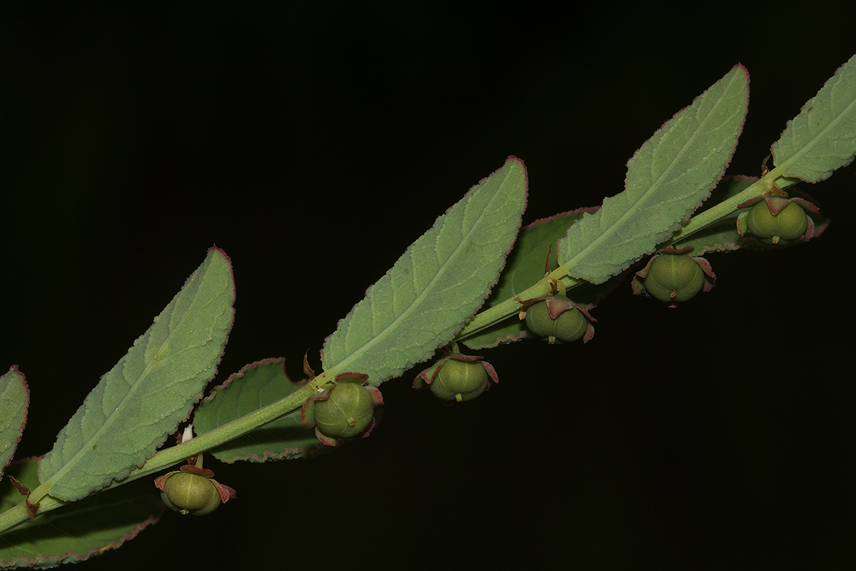 Phyllanthus maderaspatensis