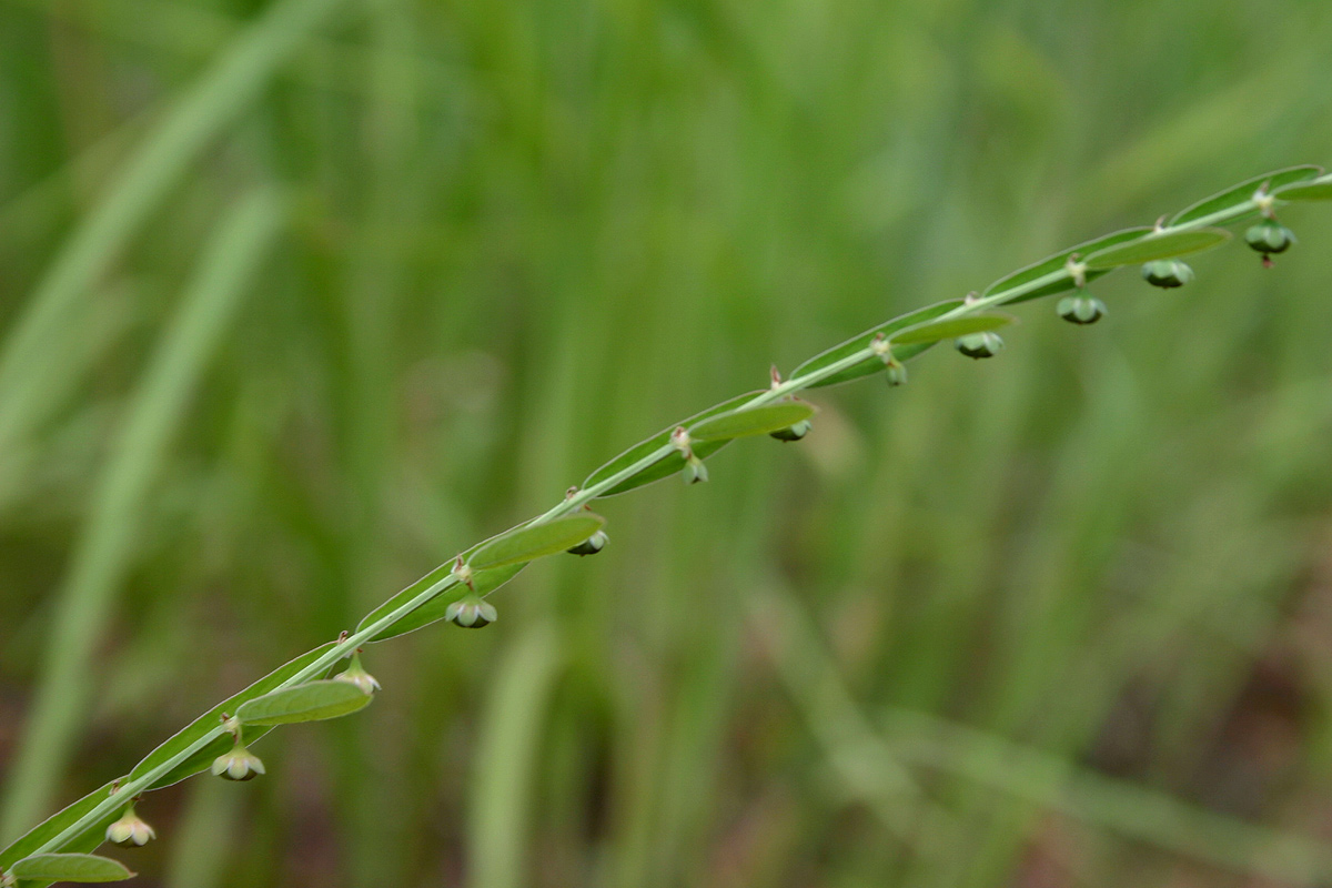 Phyllanthus maderaspatensis Phyllanthus maderaspatensis
