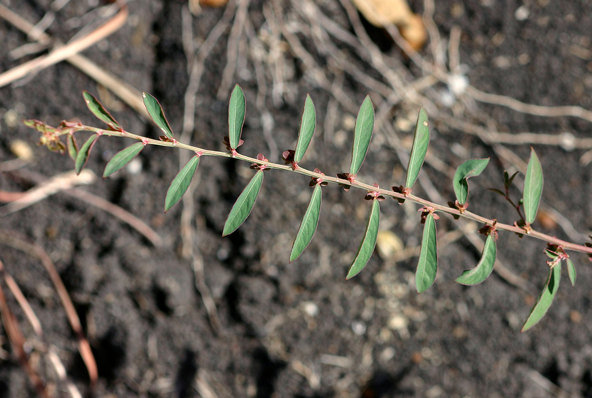 Phyllanthus maderaspatensis Phyllanthus maderaspatensis