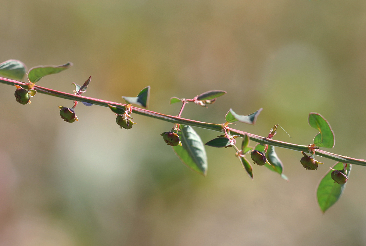 Phyllanthus maderaspatensis Phyllanthus maderaspatensis