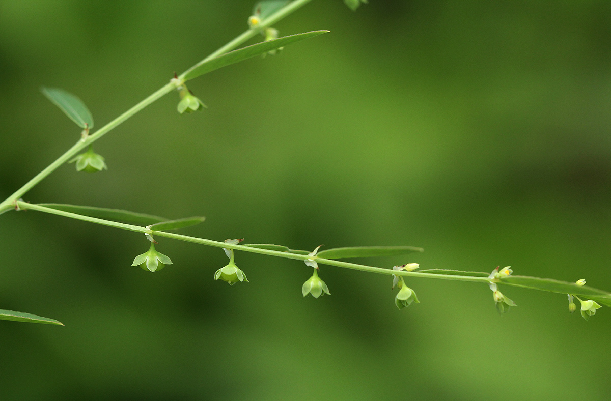 Phyllanthus maderaspatensis Phyllanthus maderaspatensis
