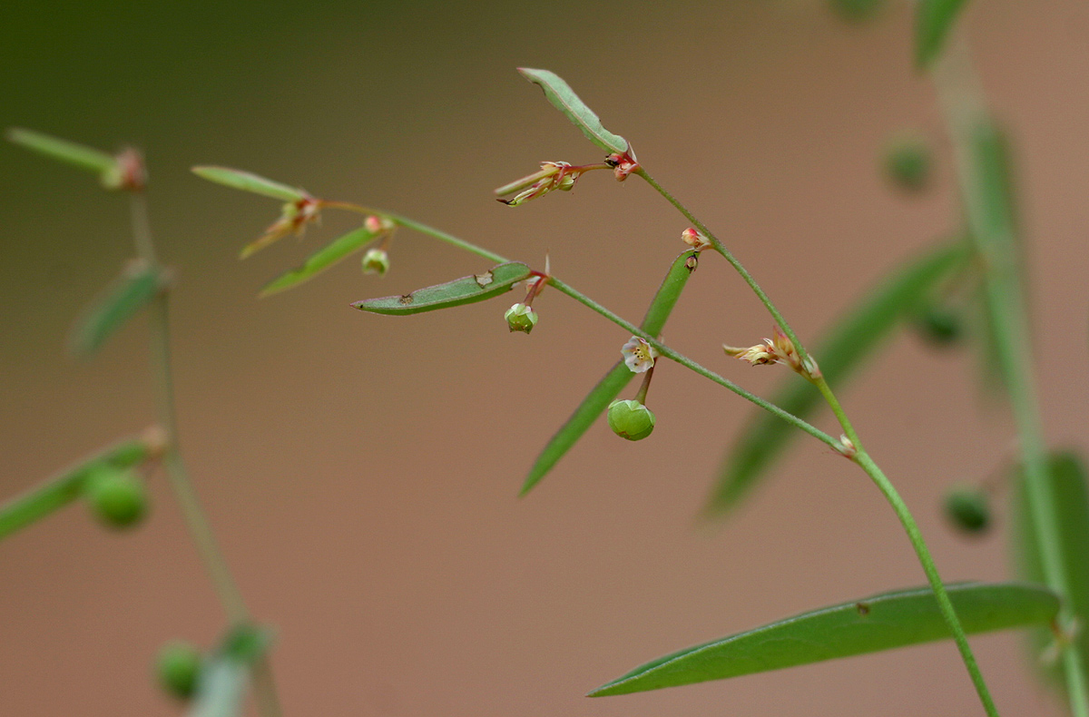 Phyllanthus pentandrus Phyllanthus pentandrus
