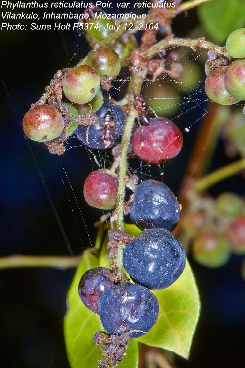 Phyllanthus reticulatus var. reticulatus