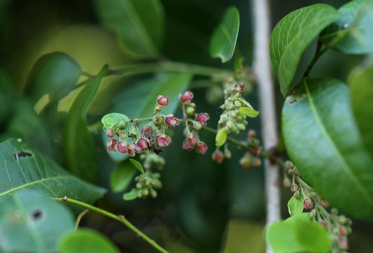 Phyllanthus reticulatus var. reticulatus Phyllanthus reticulatus var. reticulatus