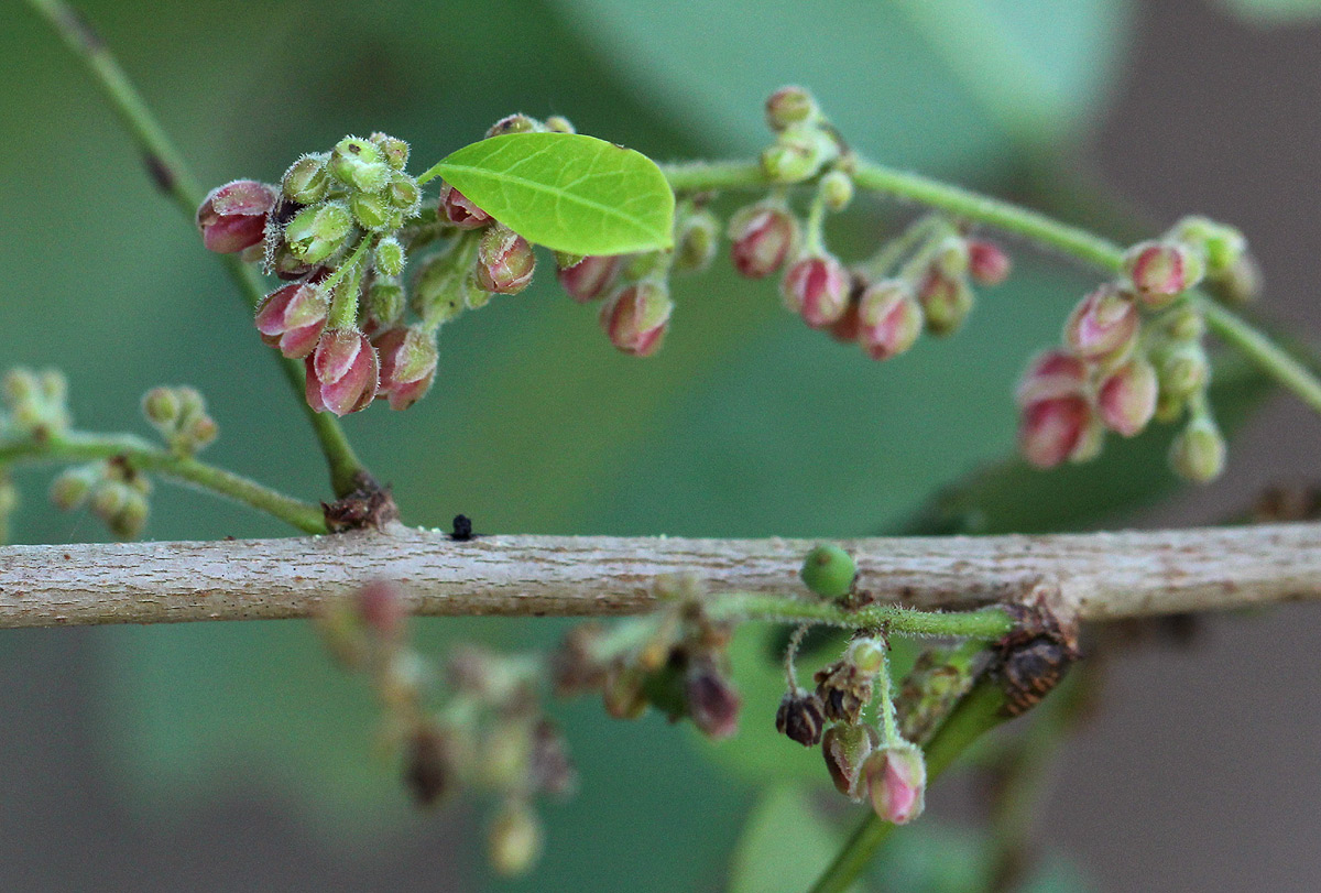Phyllanthus reticulatus var. reticulatus
