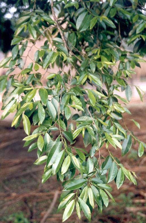 Margaritaria discoidea var. nitida
