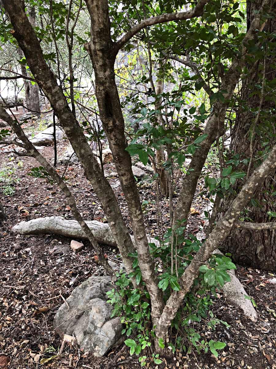 Drypetes gerrardii var. gerrardii Drypetes gerrardii var. gerrardii