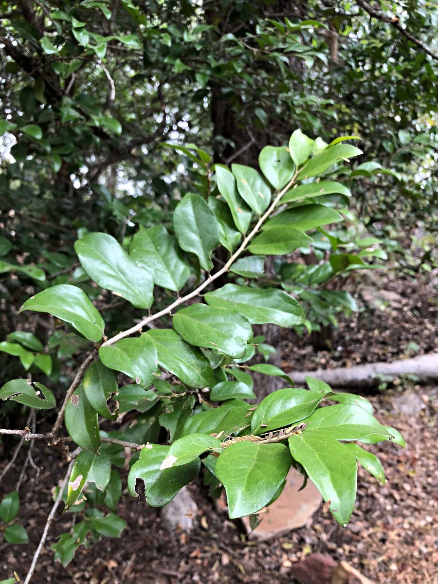 Drypetes gerrardii var. gerrardii