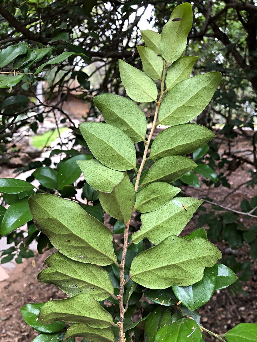 Drypetes gerrardii var. gerrardii