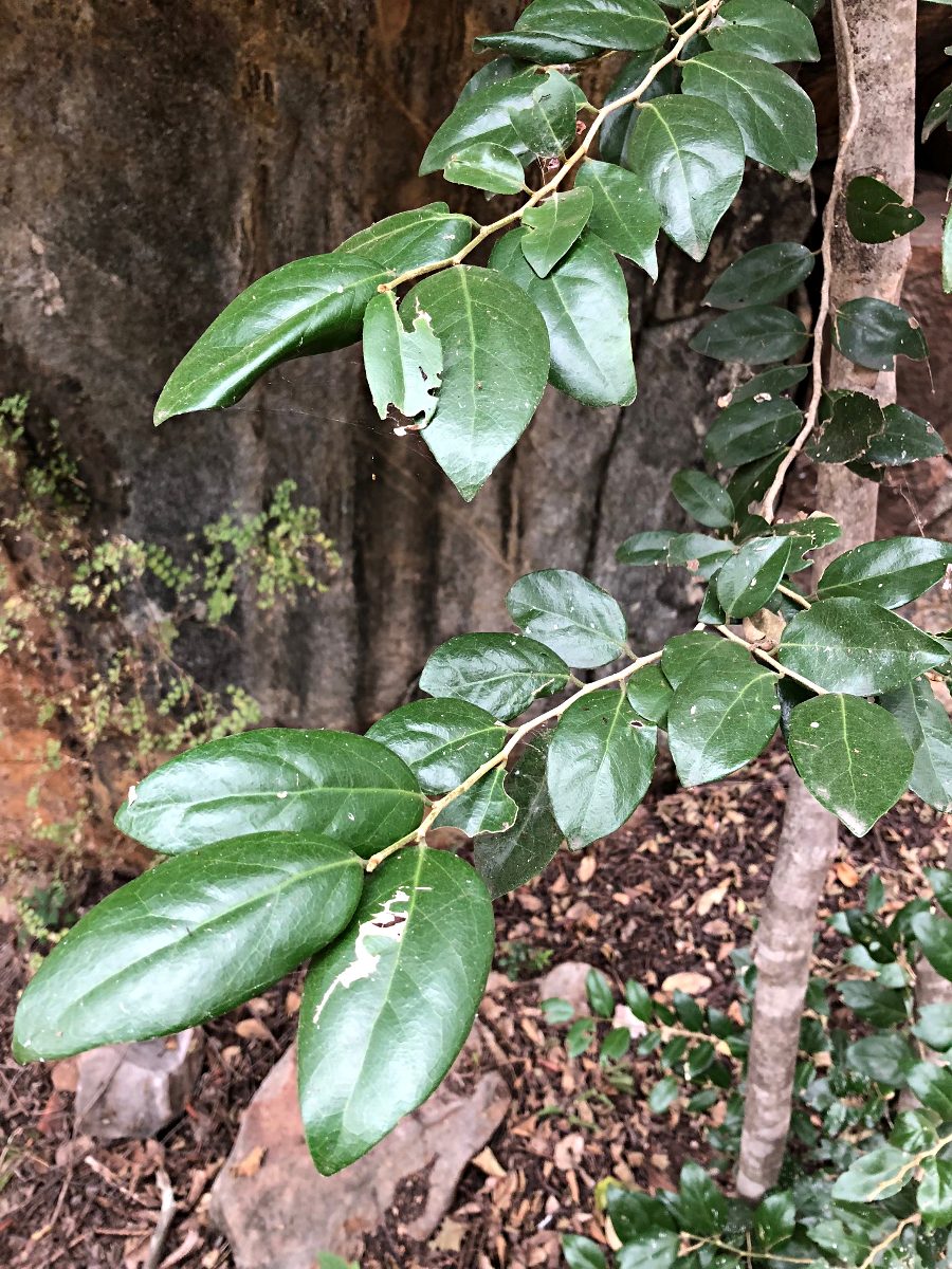 Drypetes gerrardii var. gerrardii
