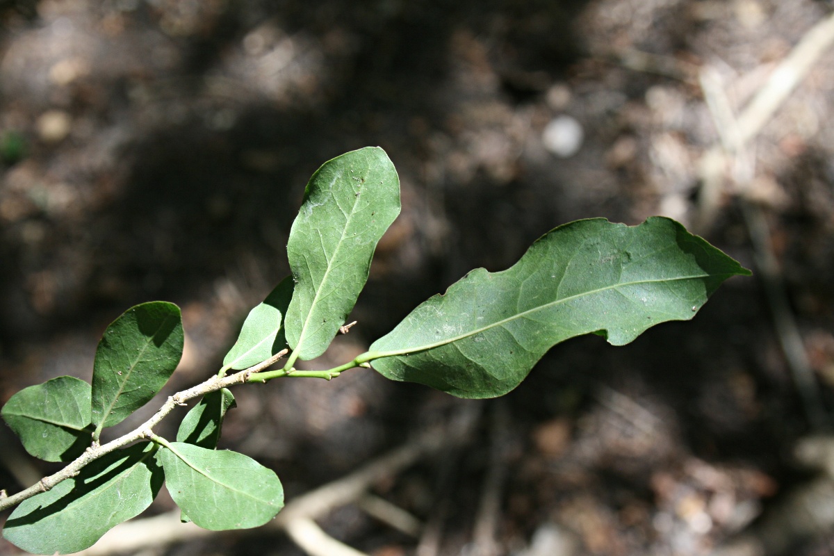 Drypetes mossambicensis