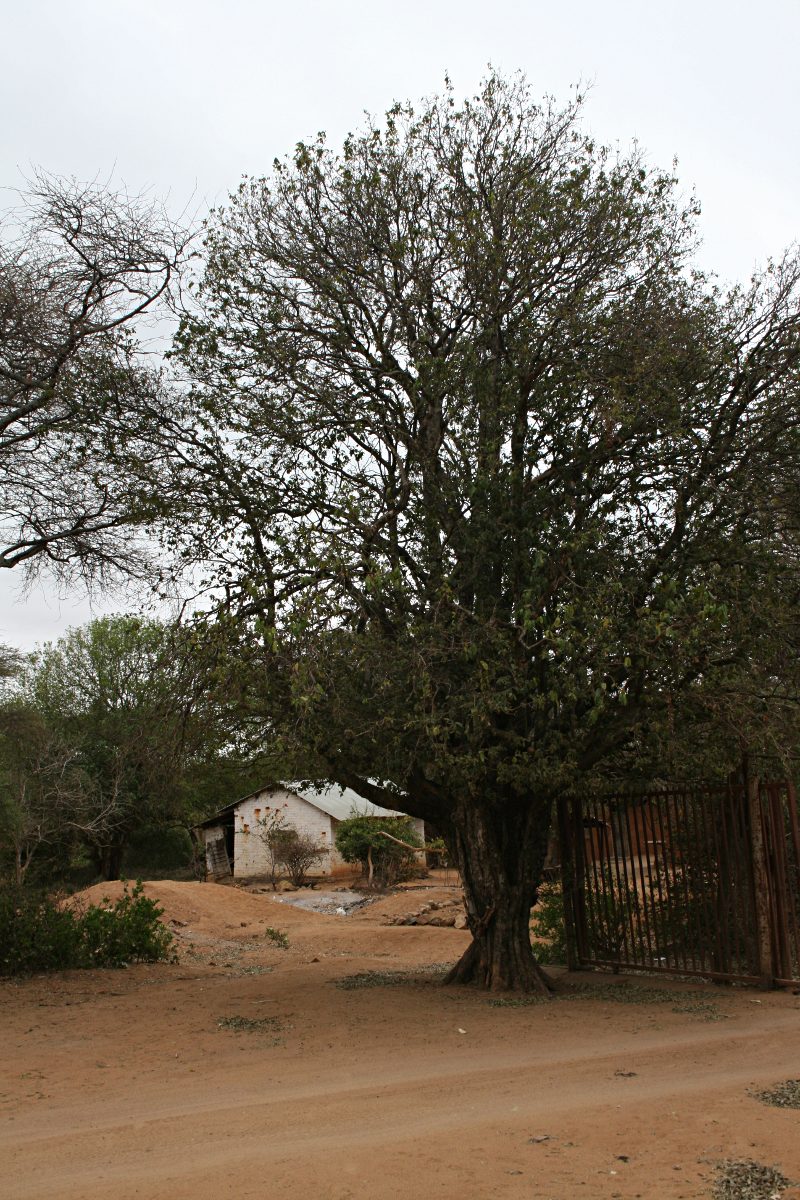 Drypetes mossambicensis