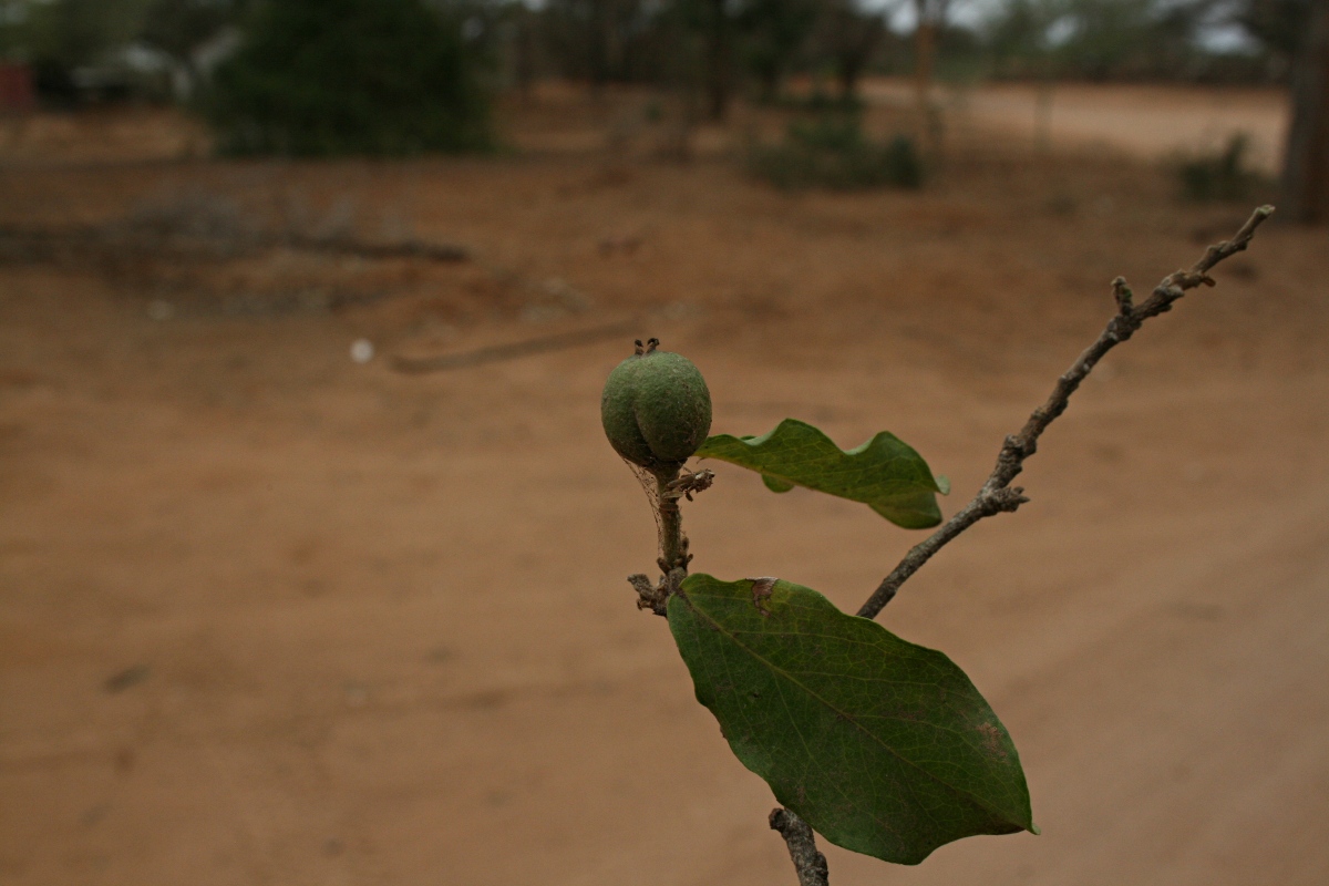 Drypetes mossambicensis