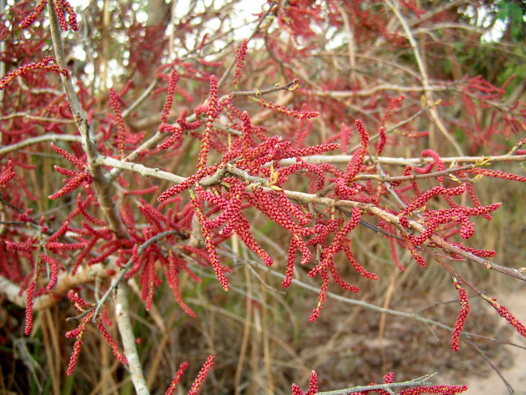 Hymenocardia acida Hymenocardia acida