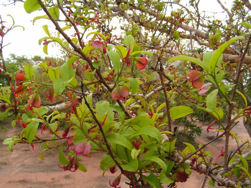 Hymenocardia acida Hymenocardia acida