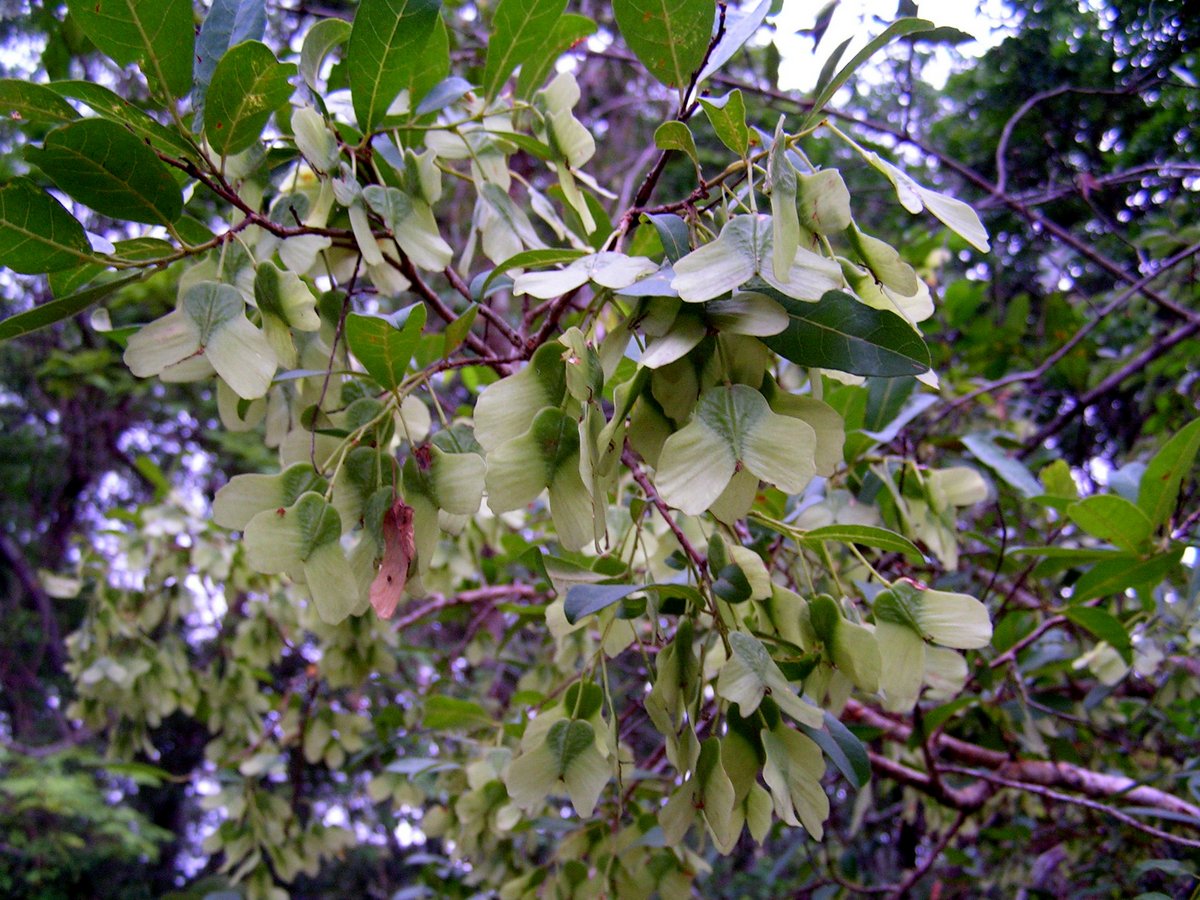 Hymenocardia acida Hymenocardia acida