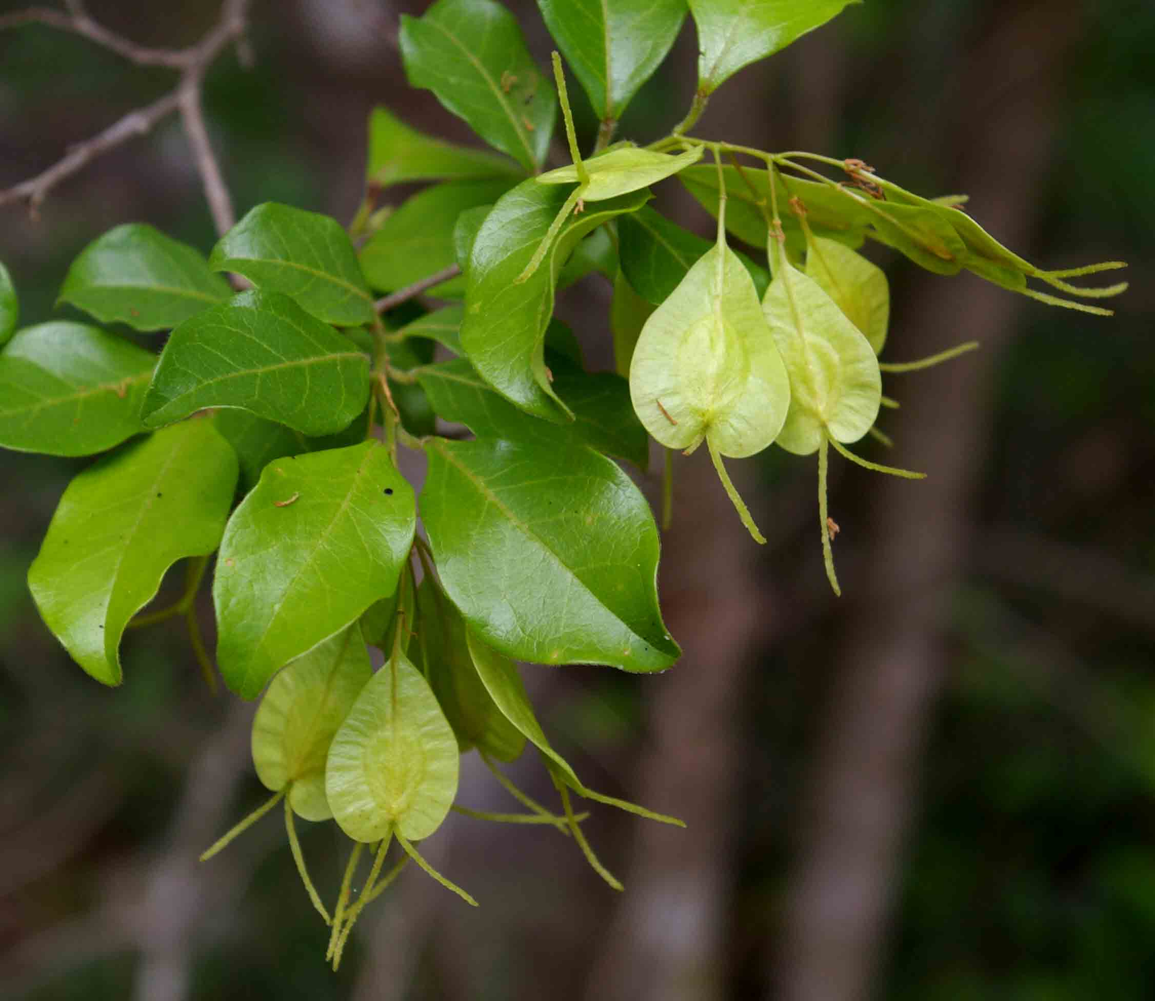 Hymenocardia ulmoides