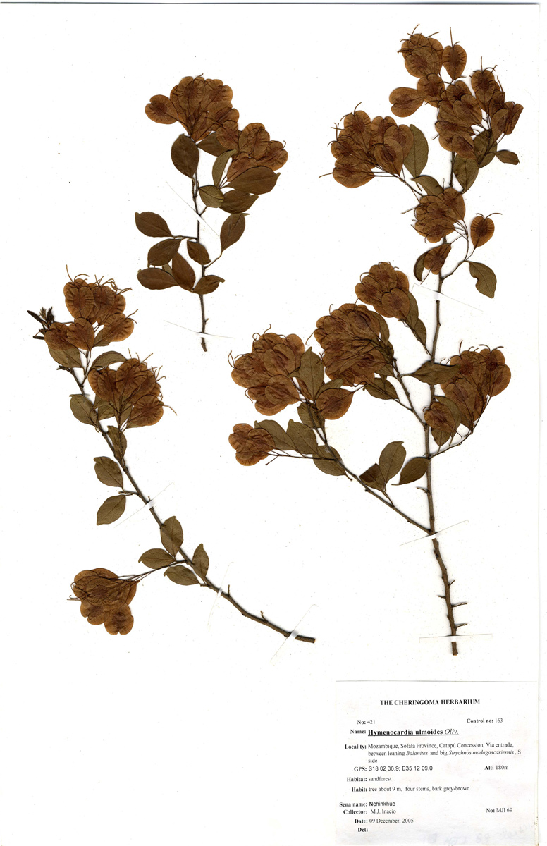 Hymenocardia ulmoides