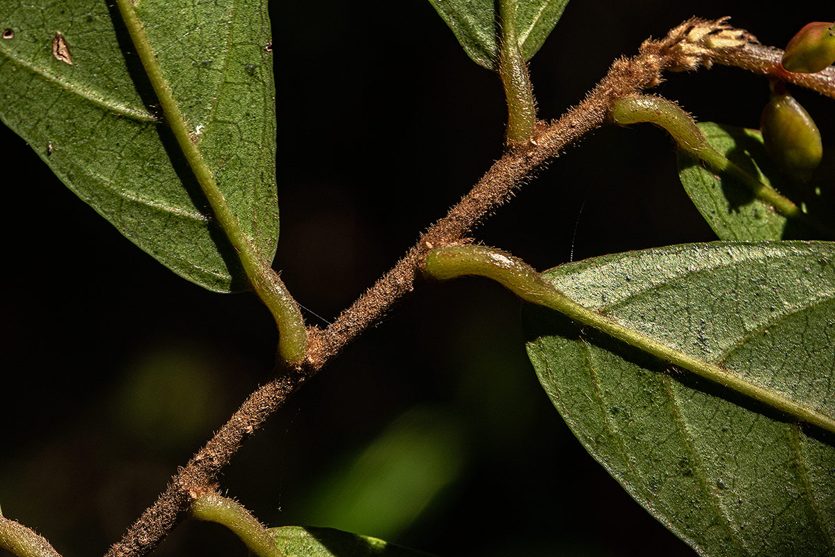 Antidesma vogelianum