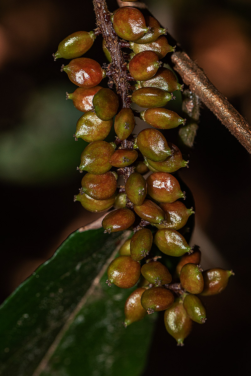 Antidesma vogelianum