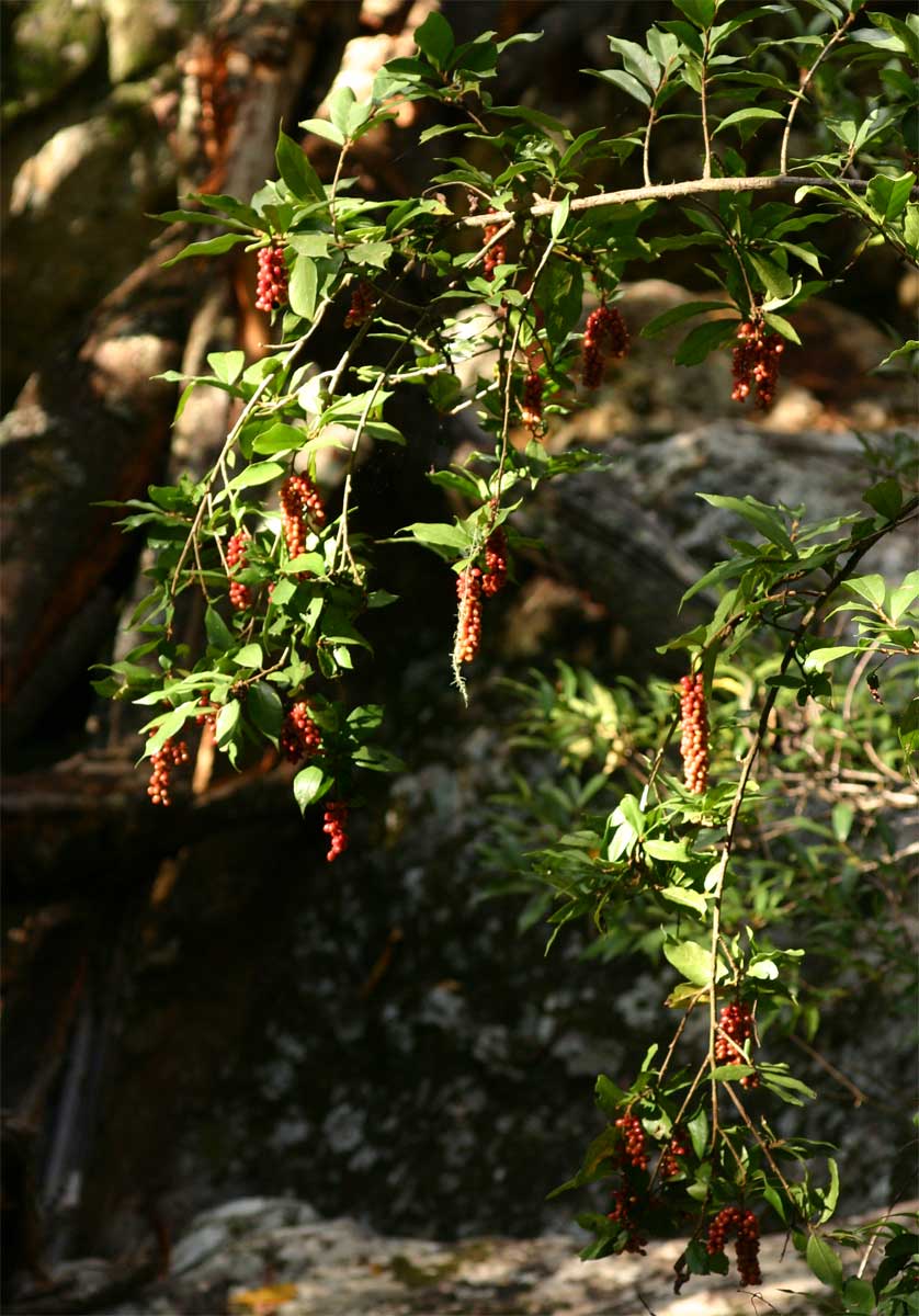 Antidesma vogelianum