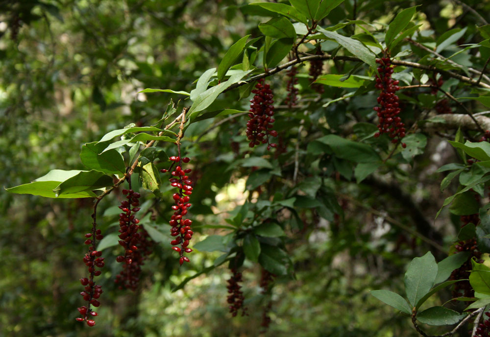 Antidesma vogelianum