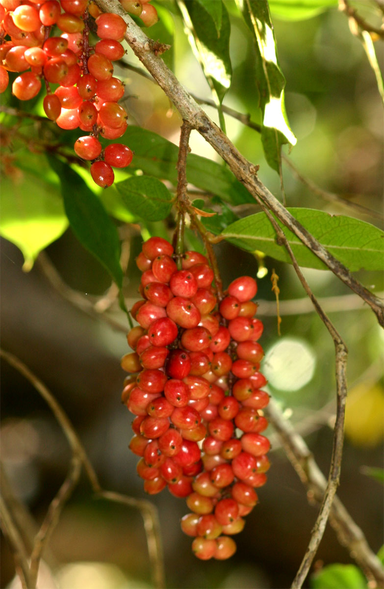 Antidesma vogelianum