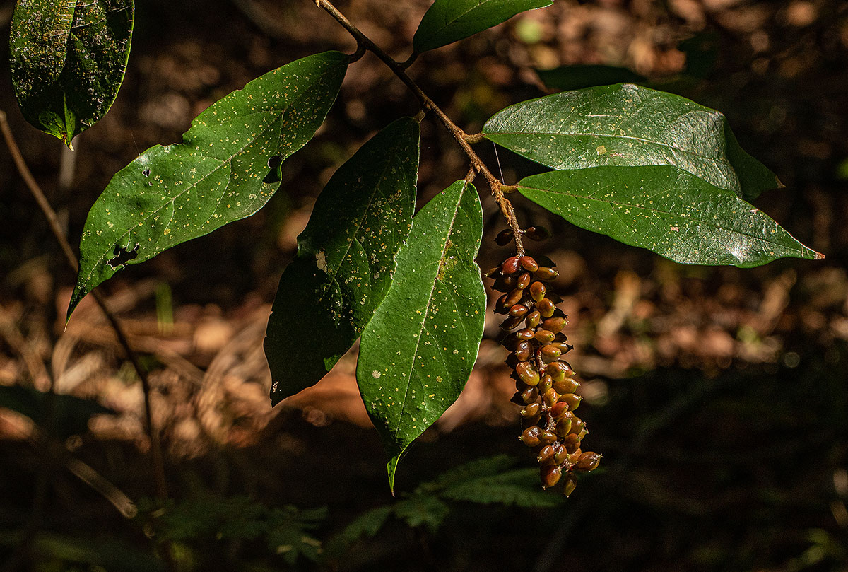 Antidesma vogelianum