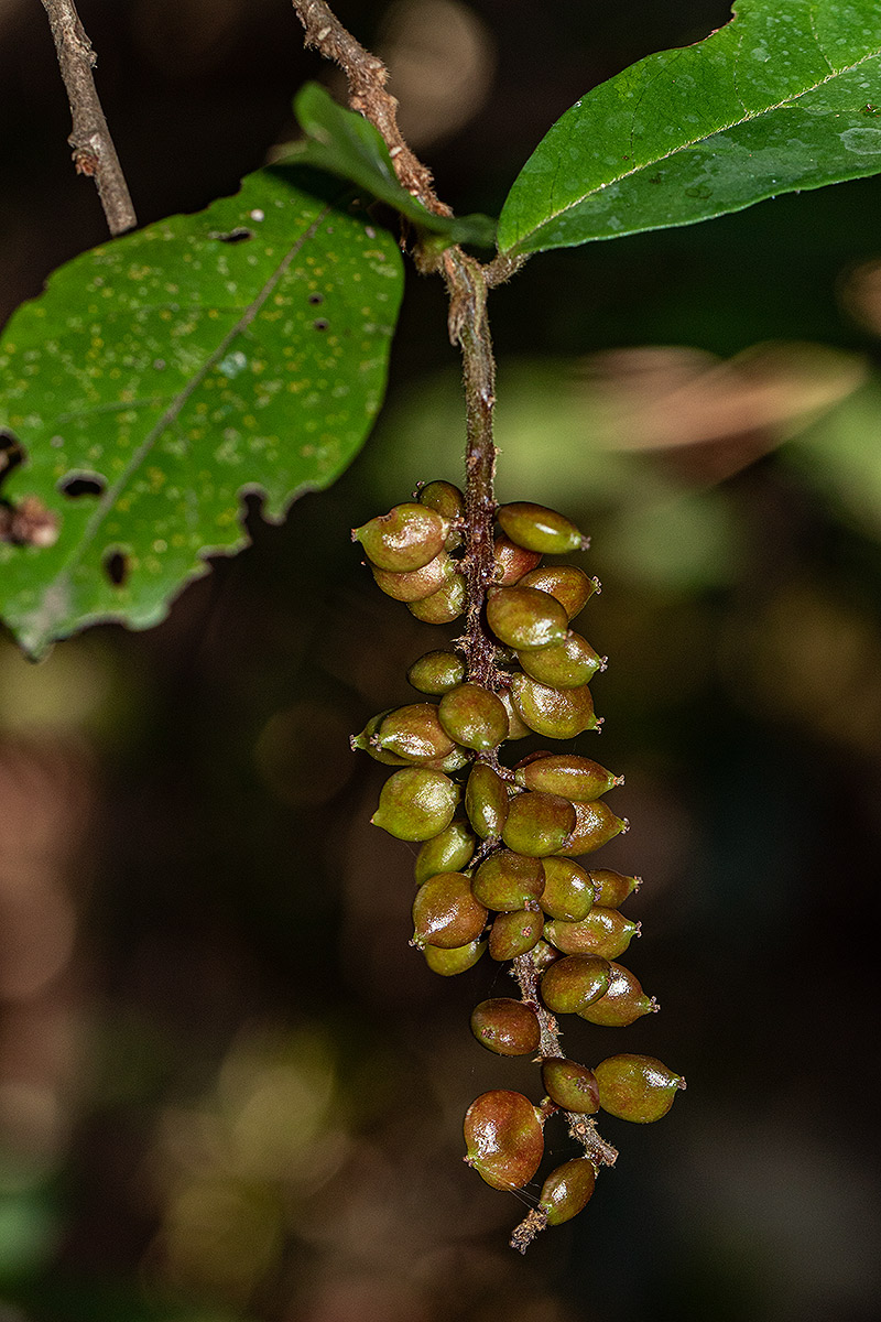 Antidesma vogelianum