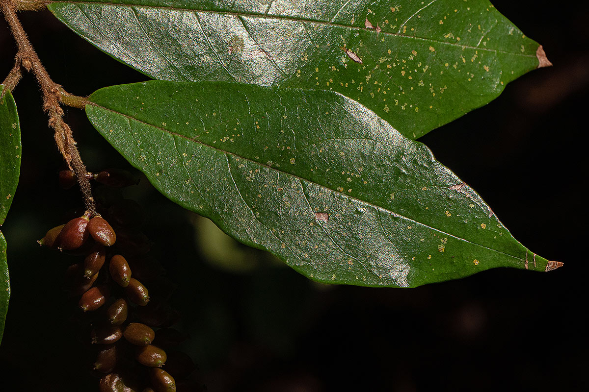 Antidesma vogelianum Antidesma vogelianum