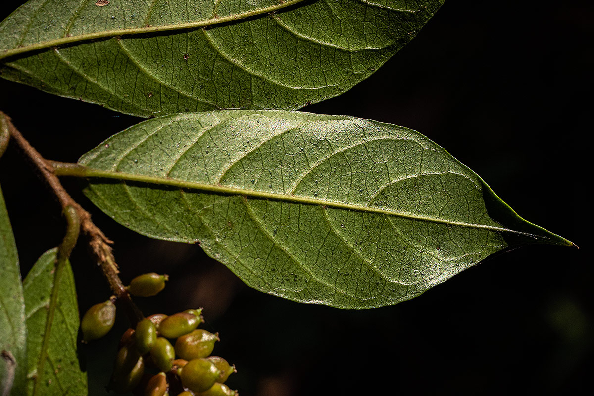 Antidesma vogelianum