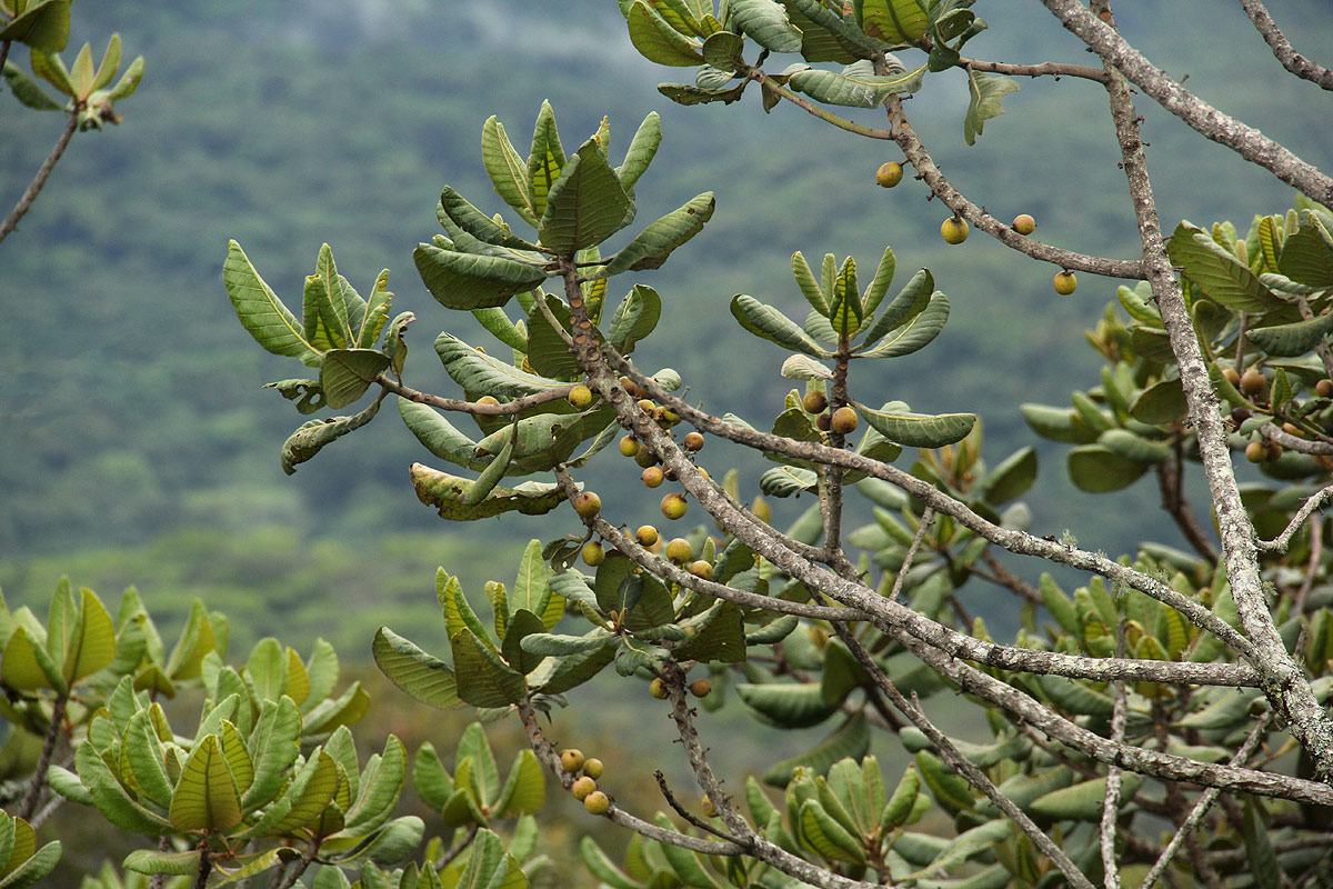 Uapaca kirkiana var. kirkiana