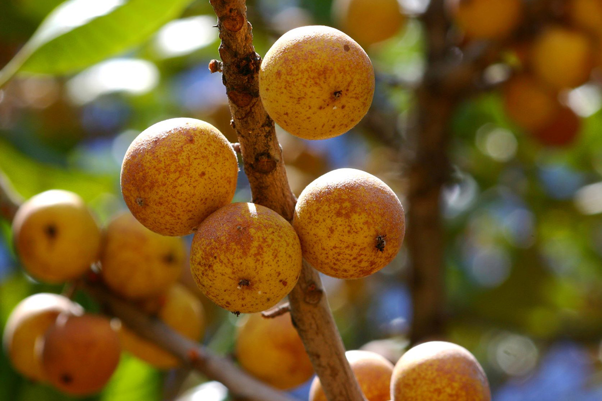 Uapaca kirkiana var. kirkiana Uapaca kirkiana var. kirkiana