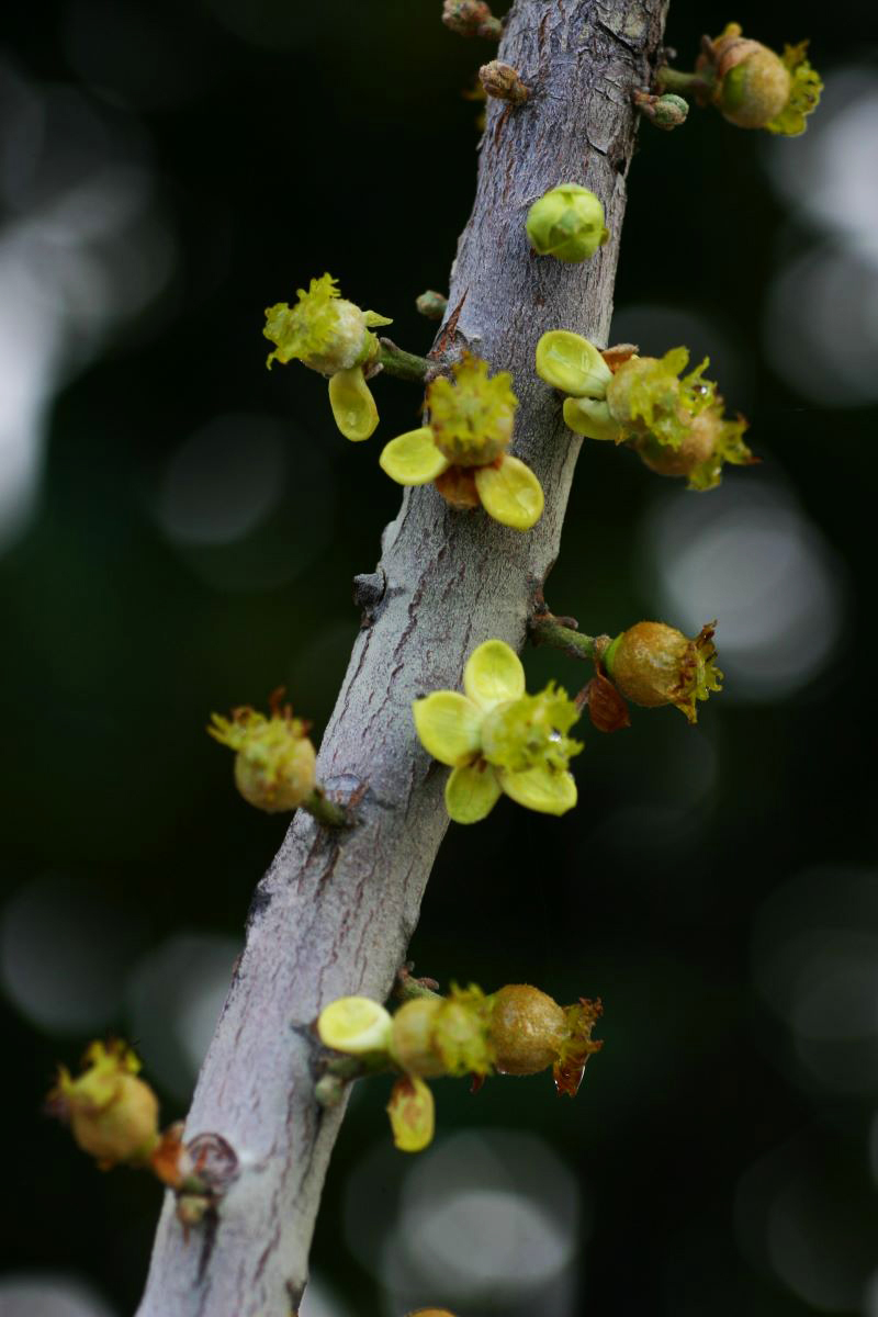Uapaca kirkiana var. kirkiana Uapaca kirkiana var. kirkiana