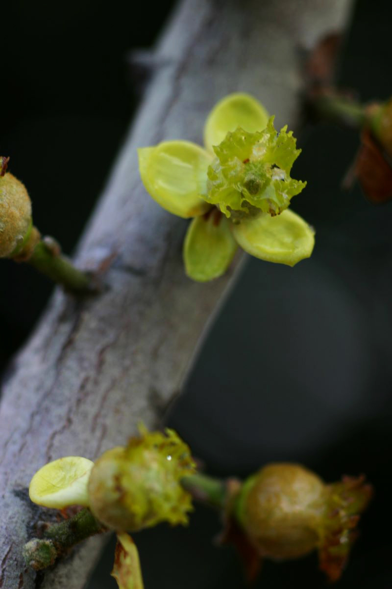 Uapaca kirkiana var. kirkiana Uapaca kirkiana var. kirkiana