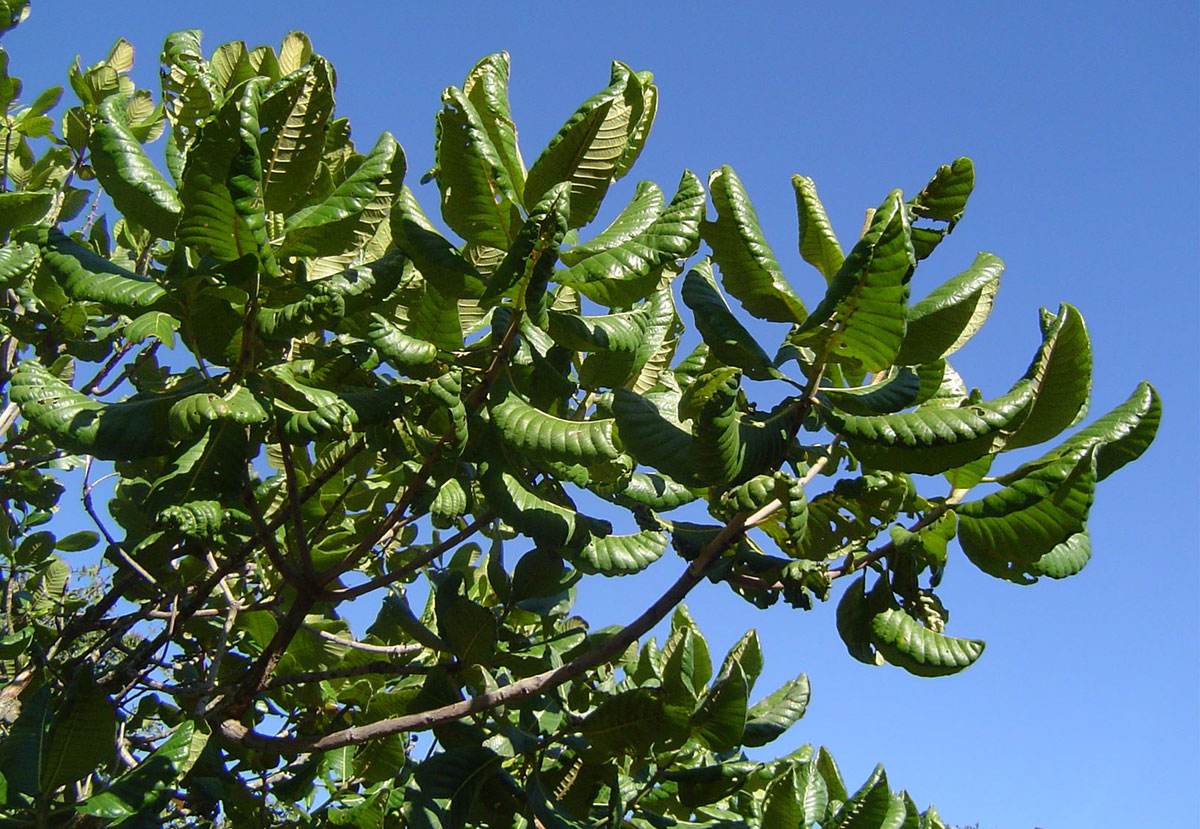 Uapaca kirkiana var. kirkiana