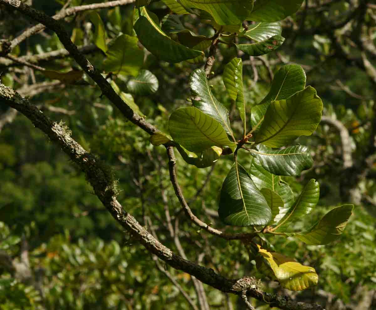 Uapaca kirkiana var. kirkiana Uapaca kirkiana var. kirkiana