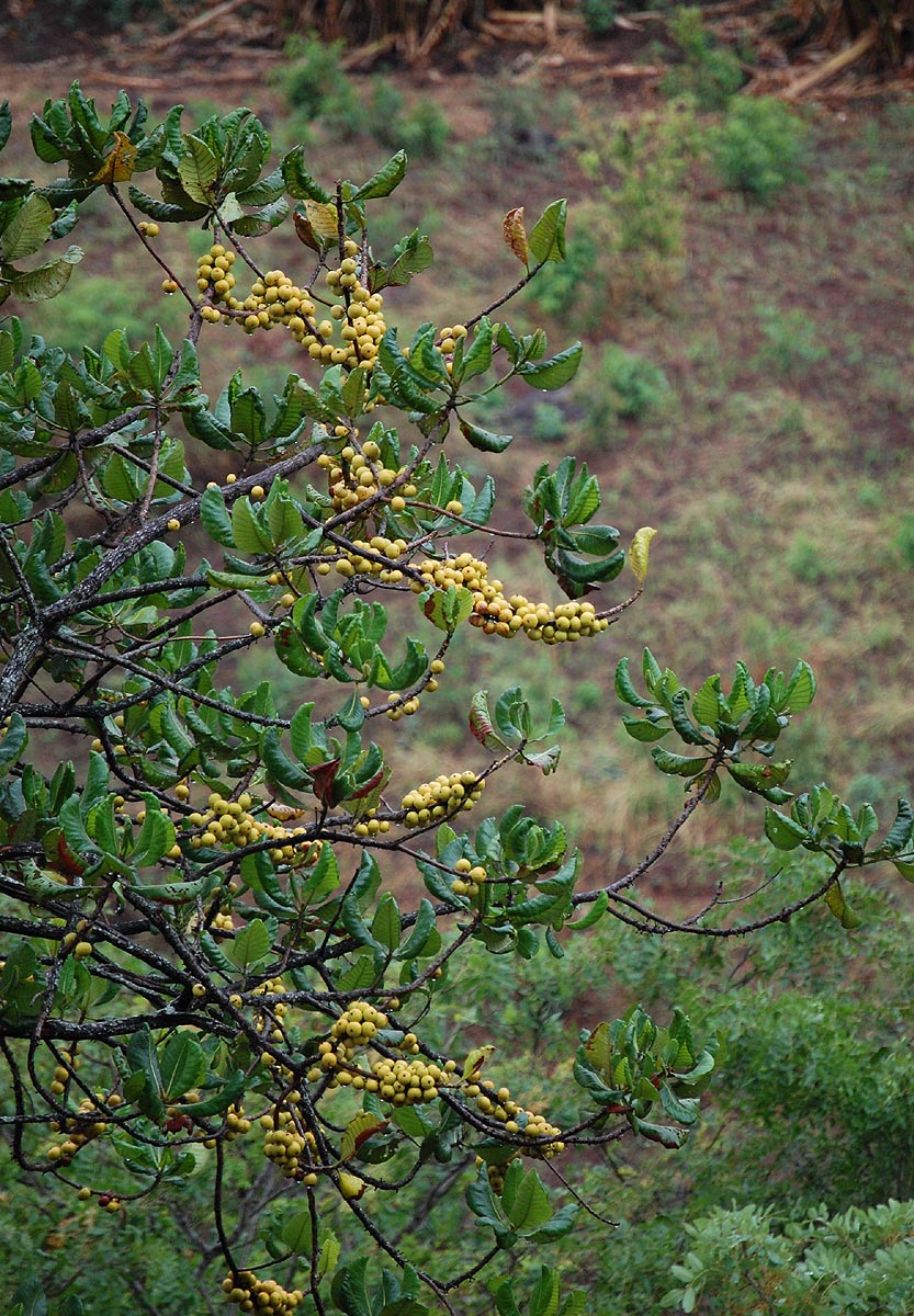 Uapaca kirkiana var. kirkiana