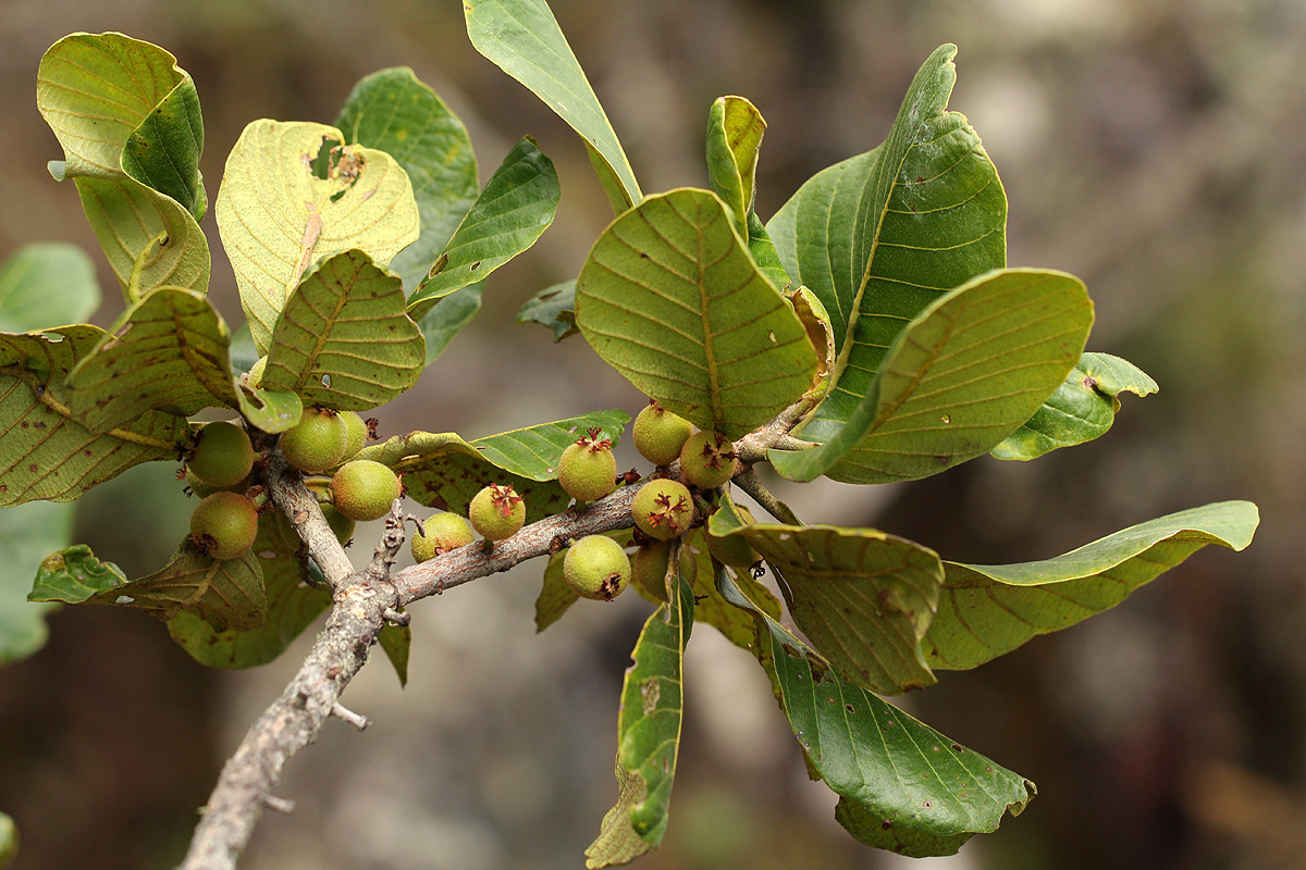 Uapaca kirkiana var. kirkiana