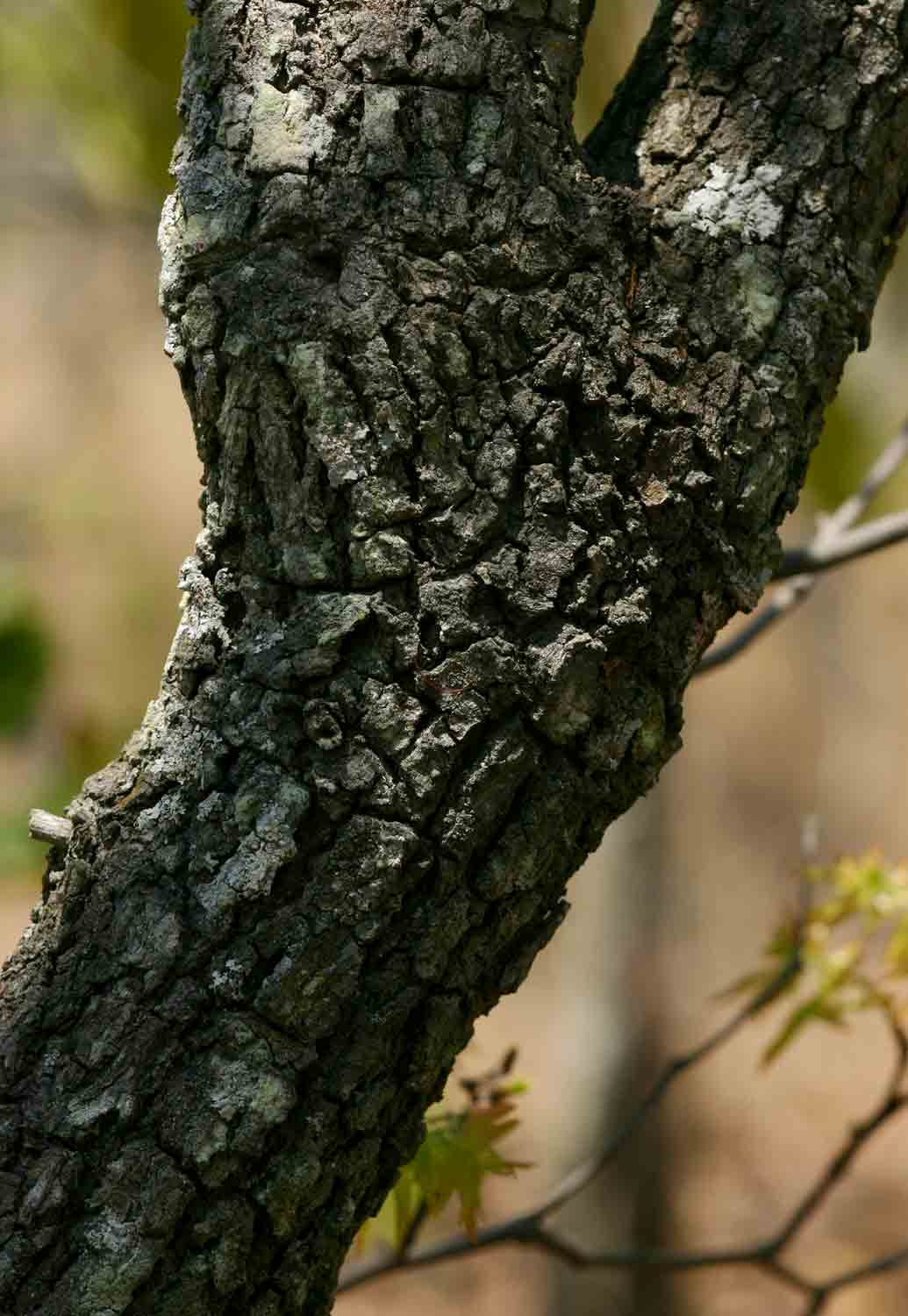 Uapaca nitida var. nitida