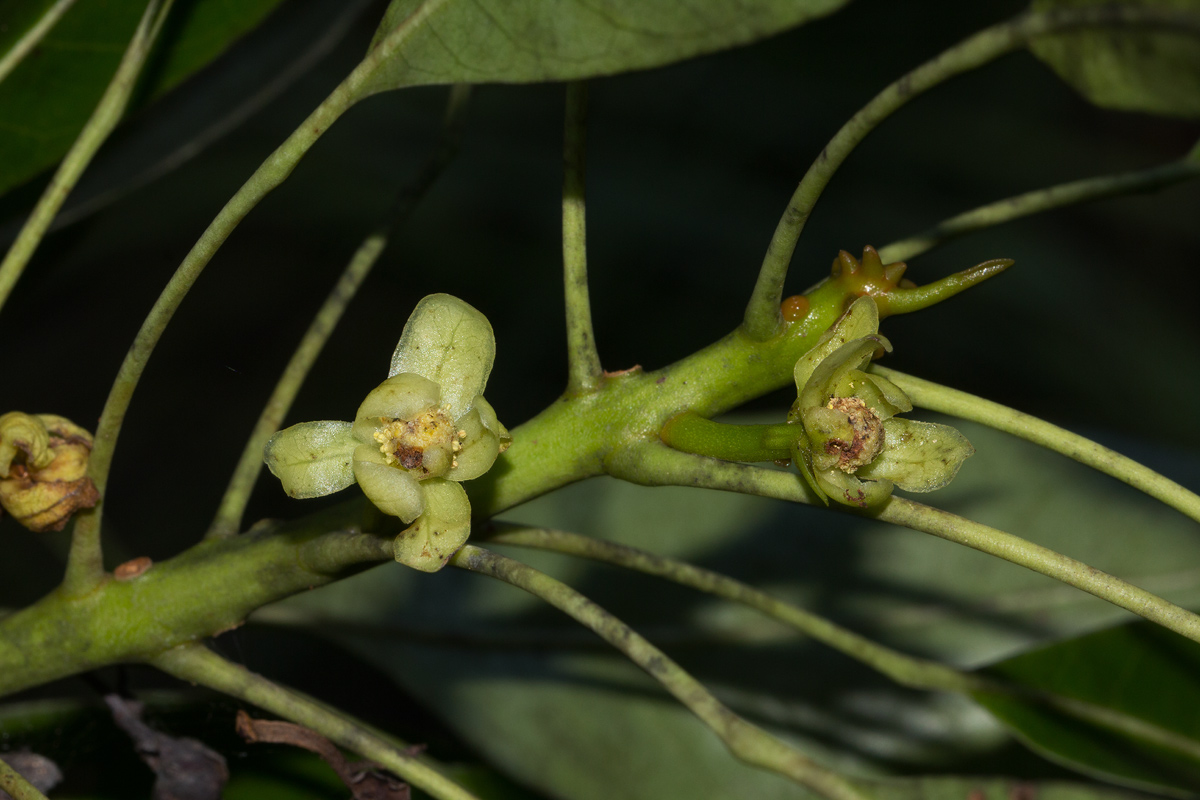 Uapaca nitida var. nitida